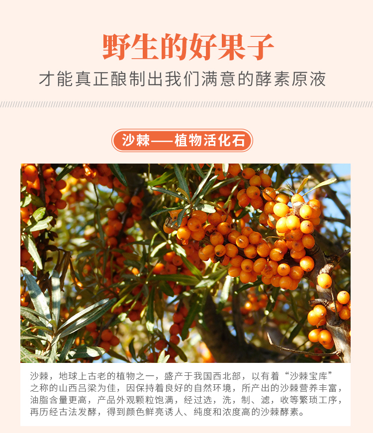 沙棘酵素詳情_05.jpg