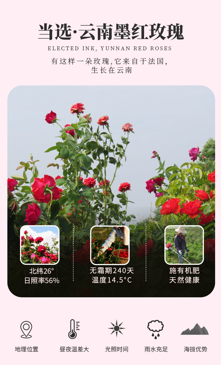 玫瑰酵素詳情_05.jpg